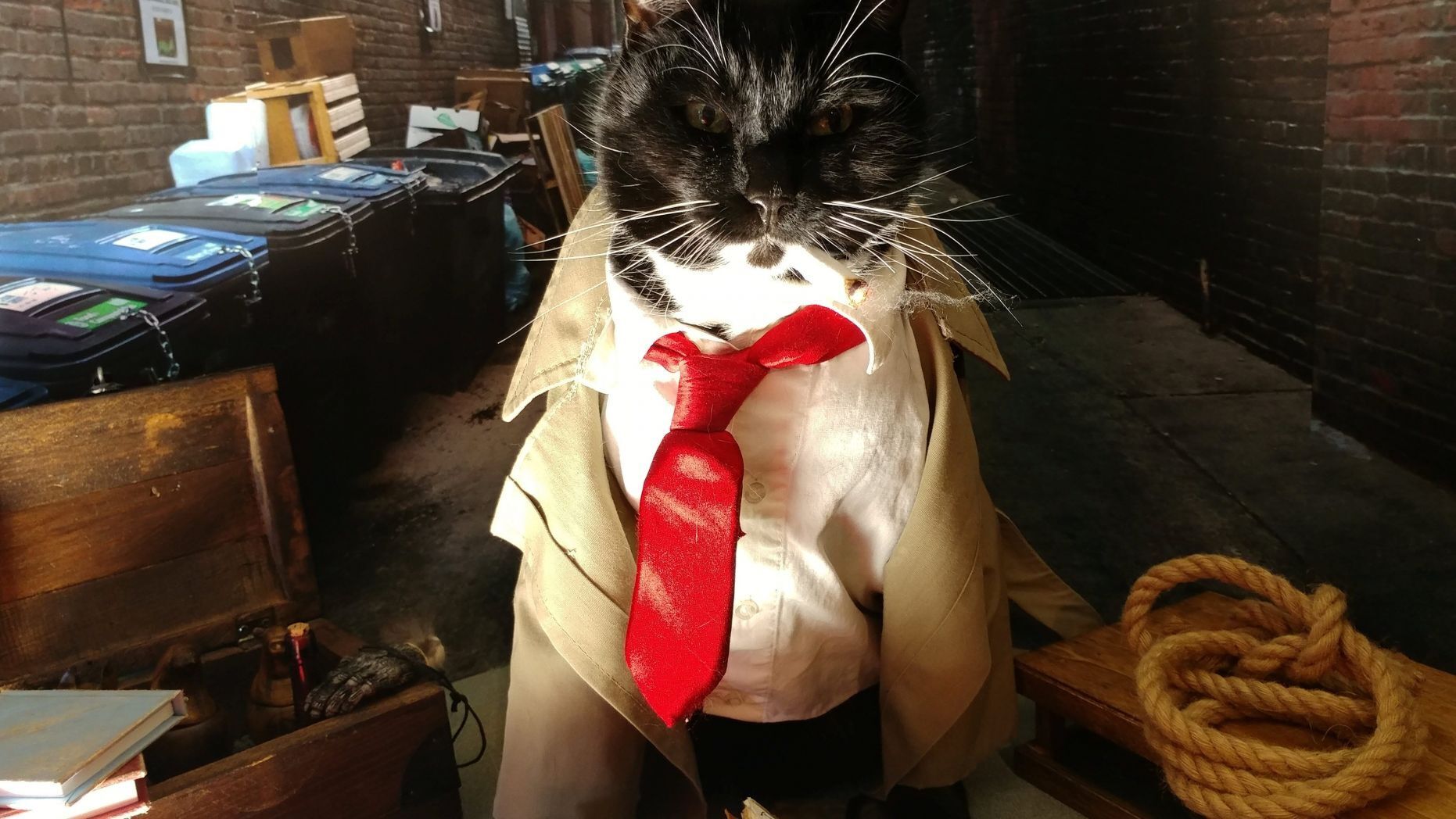 work cat 10-31-20.jpg
